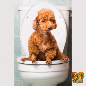 Dog potty training tips and techniques for a well-behaved pet