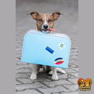 Traveling with dogs, tips and essentials for a safe trip
