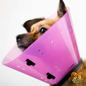 The Animal Kingdom's guide to dog safety first