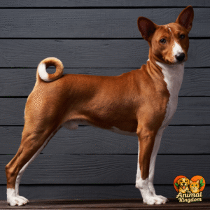 Dog posture cues - relaxed, tense, open, and closed