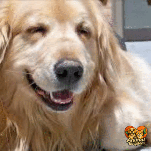 Dog body language - eye contact cues and their meanings