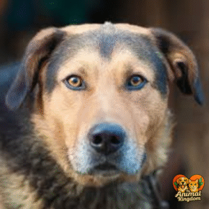 Understanding canine eye contact - emotions and intentions