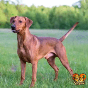 Dog with still tail indicating caution or uncertainty in The Animal Kingdom
