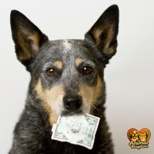- Closed Mouth: A closed mouth can indicate tension or anxiety. When a dog's mouth is closed, it may suggest that they're feeling stressed or nervous. This cue can be particularly important in situations where your dog may feel vulnerable or threatened.