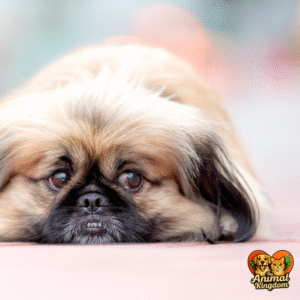 Canine facial cues - happiness, stress, relaxation, and anxiety