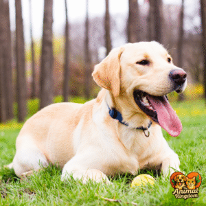 Canine posture - comfort, stress, confidence, and fear