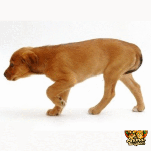 Dog with tucked tail indicating fear or anxiety in The Animal Kingdom